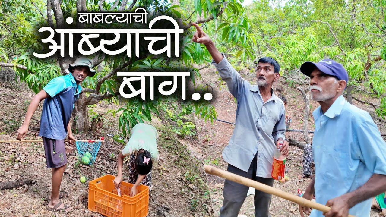 झाडावर चढण्यात नामांकित असलेल्या बाबल्याची आंब्याची बाग | देवगड हापूस 