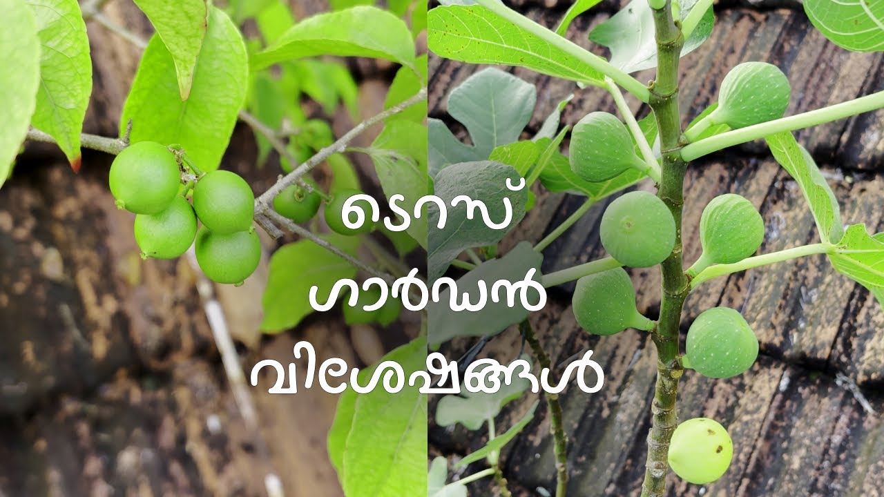 ജനുവരിയിലെ ടെറസ് ഗാർഡൻ വിശേഷങ്ങൾ | January Terrace Garden Updates | Sweet Luvi | അത്തി | സപ്പോട്ട