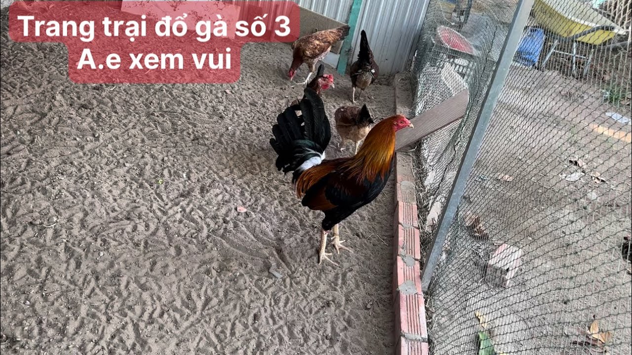 Trại gà nam phát kg, trại đổ số 3 ngày 10 tháng 2, 2024