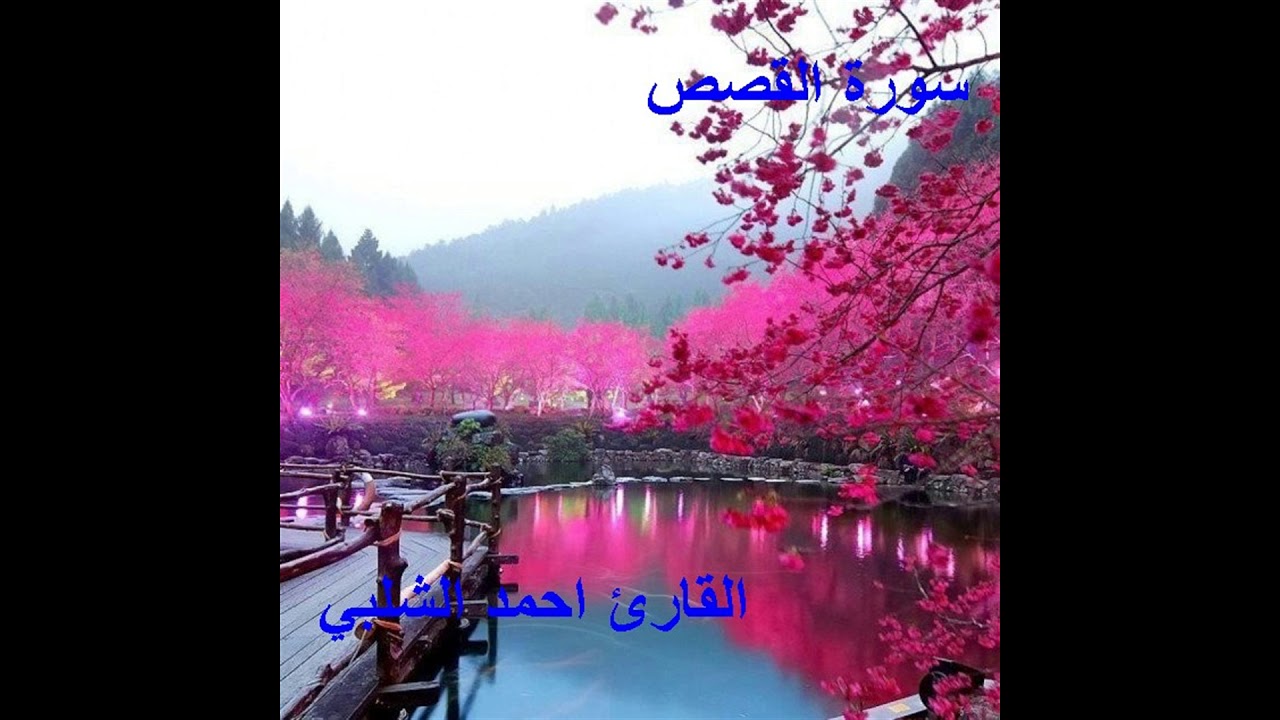 سورة القصص للقارئ احمد الشلبي
