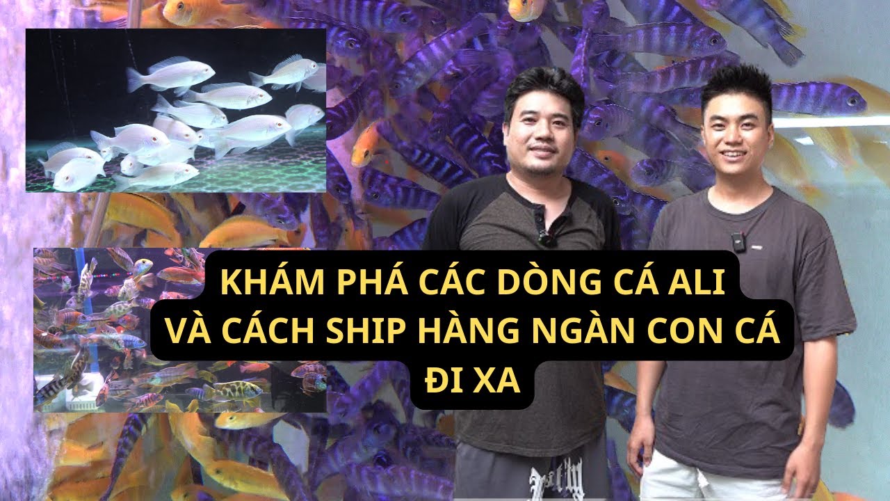 Ghé thăm cửa hàng cá Ali 8 năm tuổi, tìm hiểu cách đóng gói hàng trăm con cá ali gửi đi cho khách