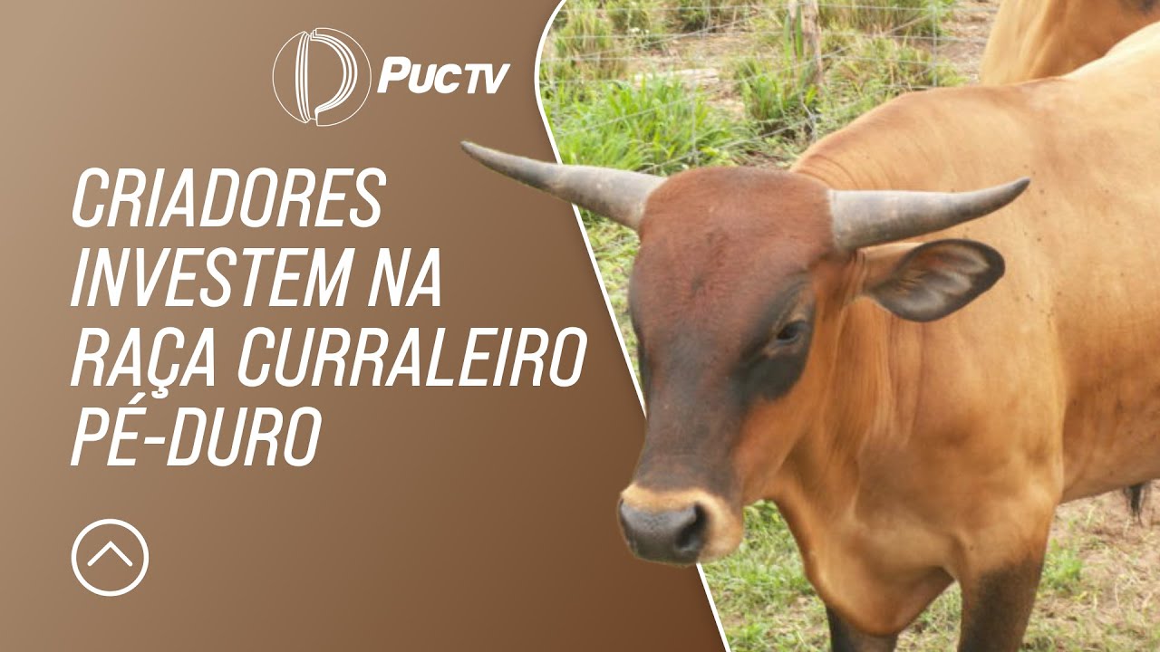 CRIADORES INVESTEM NA RAÇA CURRALEIRO PÉ-DURO