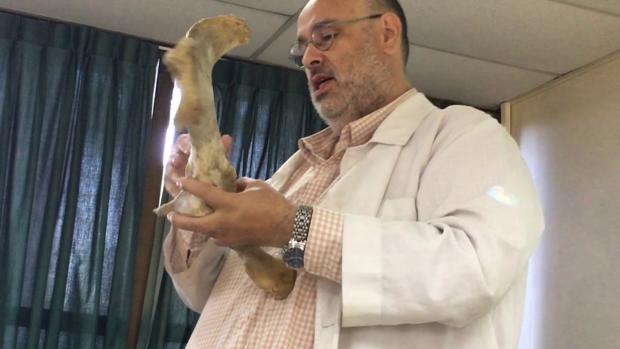 Anatomia comparada miembro posterior equino