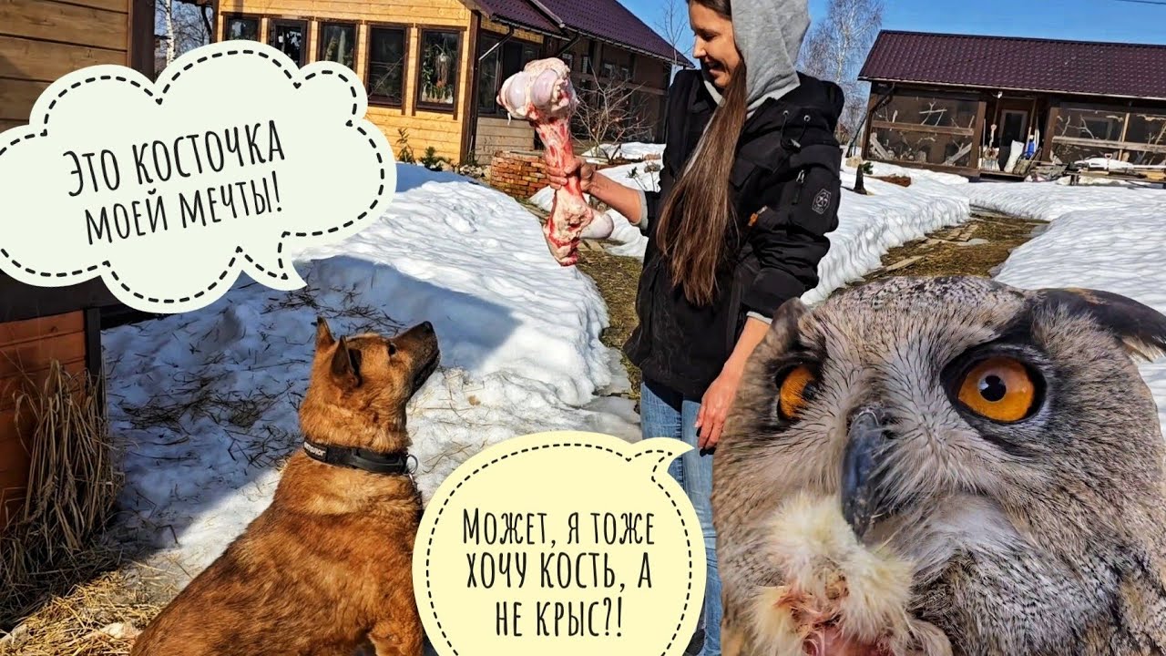 Пёс Кубик и косточка мечты, сова Ёль вредничает в ямке. Очень весенний день и первые цветы марта