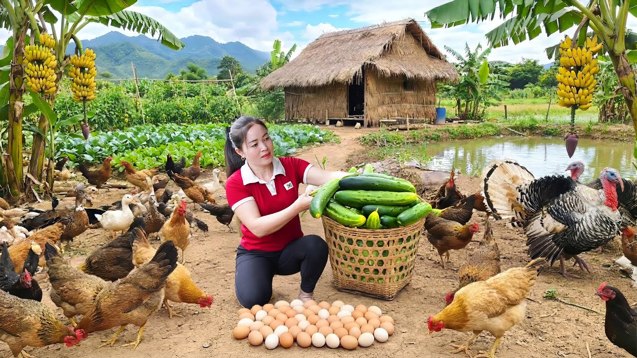 TIMELAPSE -- Harvest 1000+ Chickens After 200 Days, Truck Transport to Market for Sale | Trình Hà TV