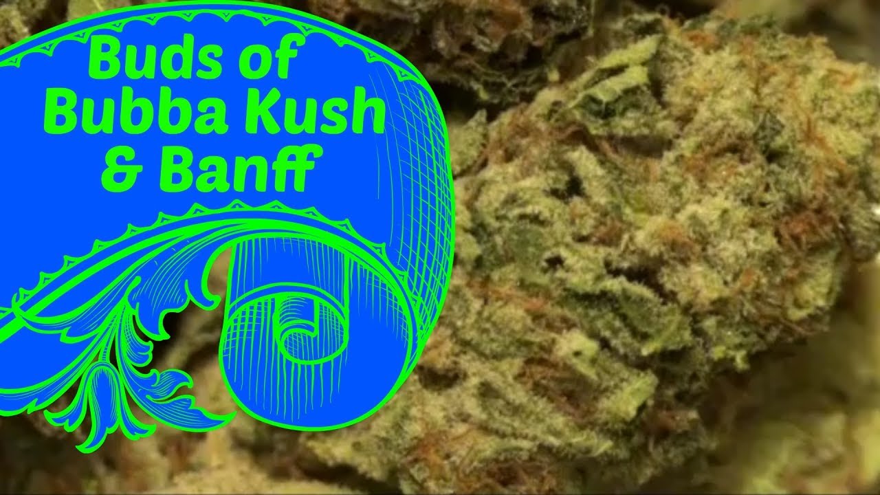 Buds of Bubba Kush & Banff