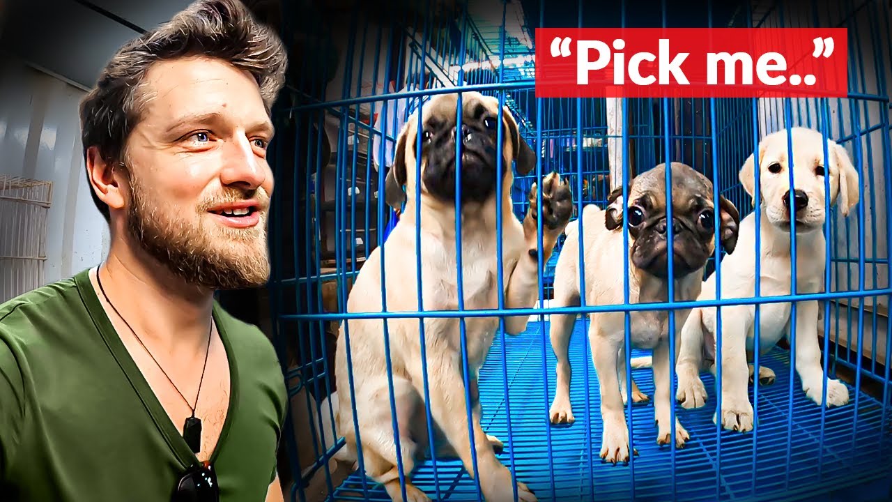 I Found Massive Indian Pet Market (Animals Dirt Cheap)