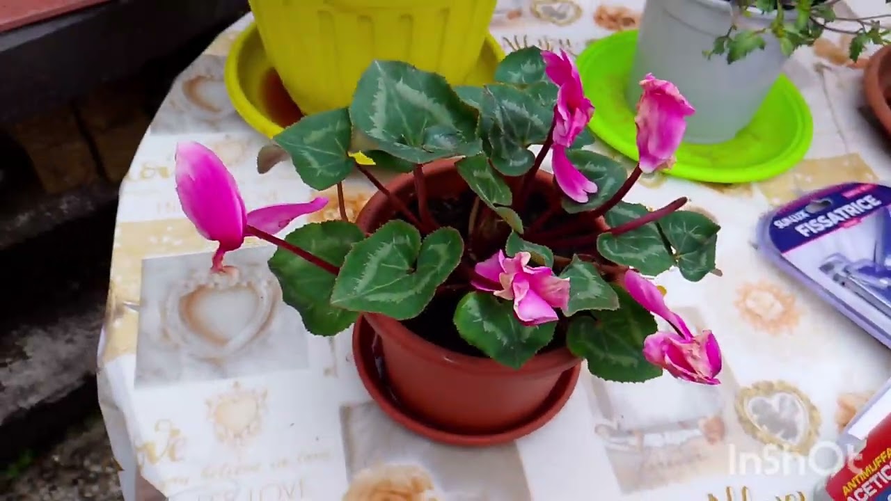 ПОДОРОЖ У МАГАЗИН. НАШІ ПОКУПКИ.