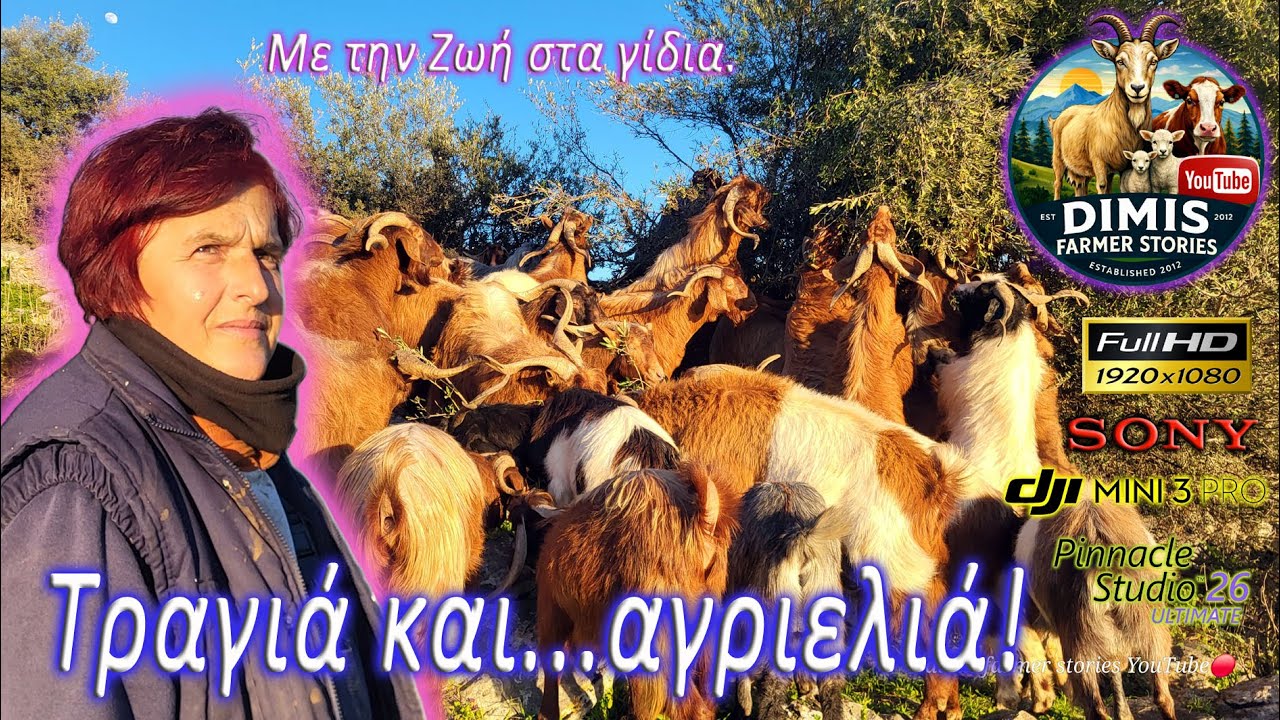 Τραγιά και    αγριελιά!