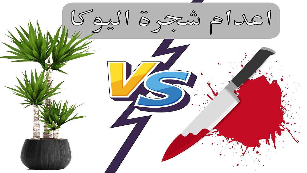 اعدام شجرة اليوكا, Propagating Yucca Tree, زراعة شجرة اليوكا