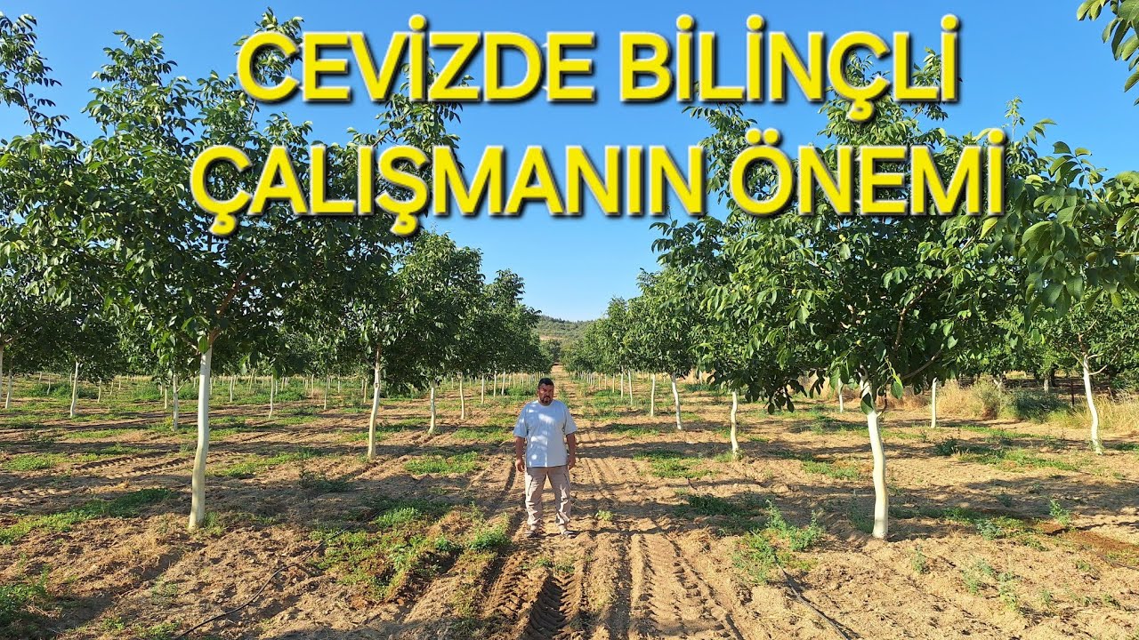 CEVİZ İŞİNDE ANCAK BİLİNÇLİ ÇALIŞMAKLA SONUÇ ALIRSINIZ