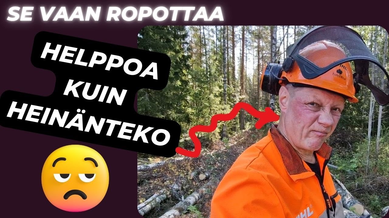 Ihmetellään menikö koivujen rasiin kuivatus mönkään?