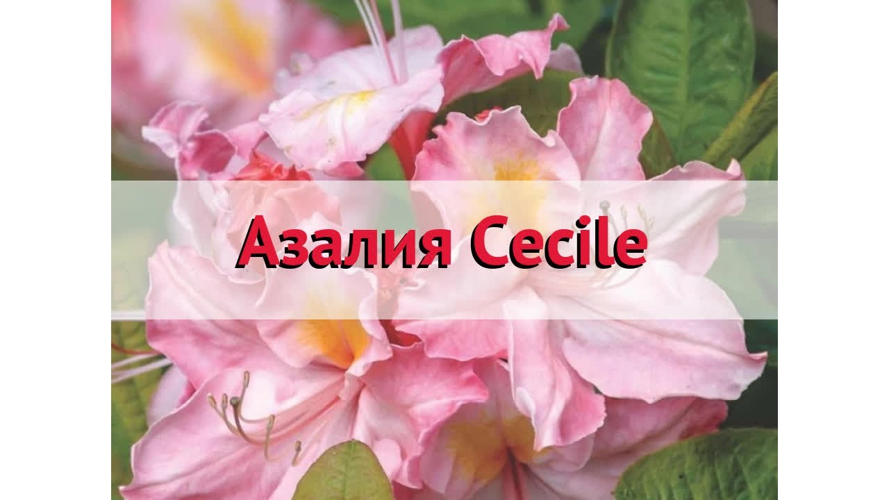 Азалия гибридная Сесиль 🌿 Обзор: посадка и уход. саженцы азалии Сесиль: описание и особенности