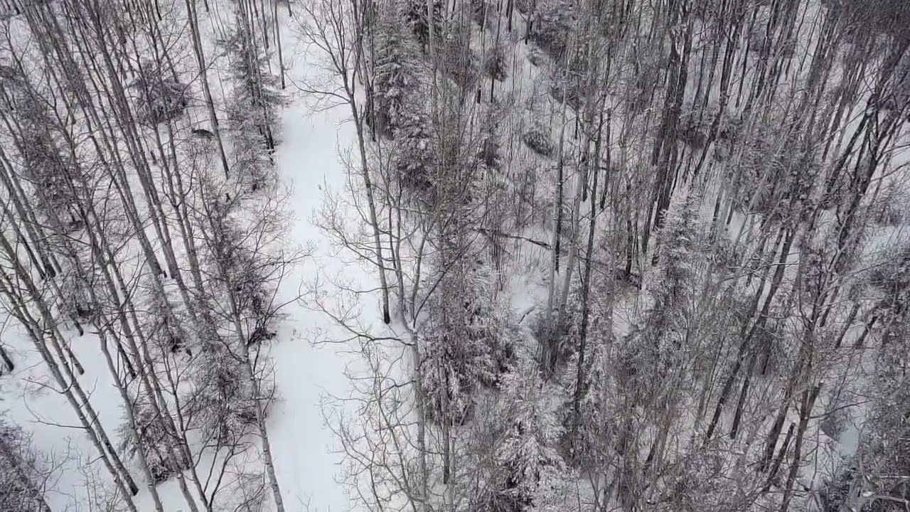 Fly on Birchwood,Thickwood.