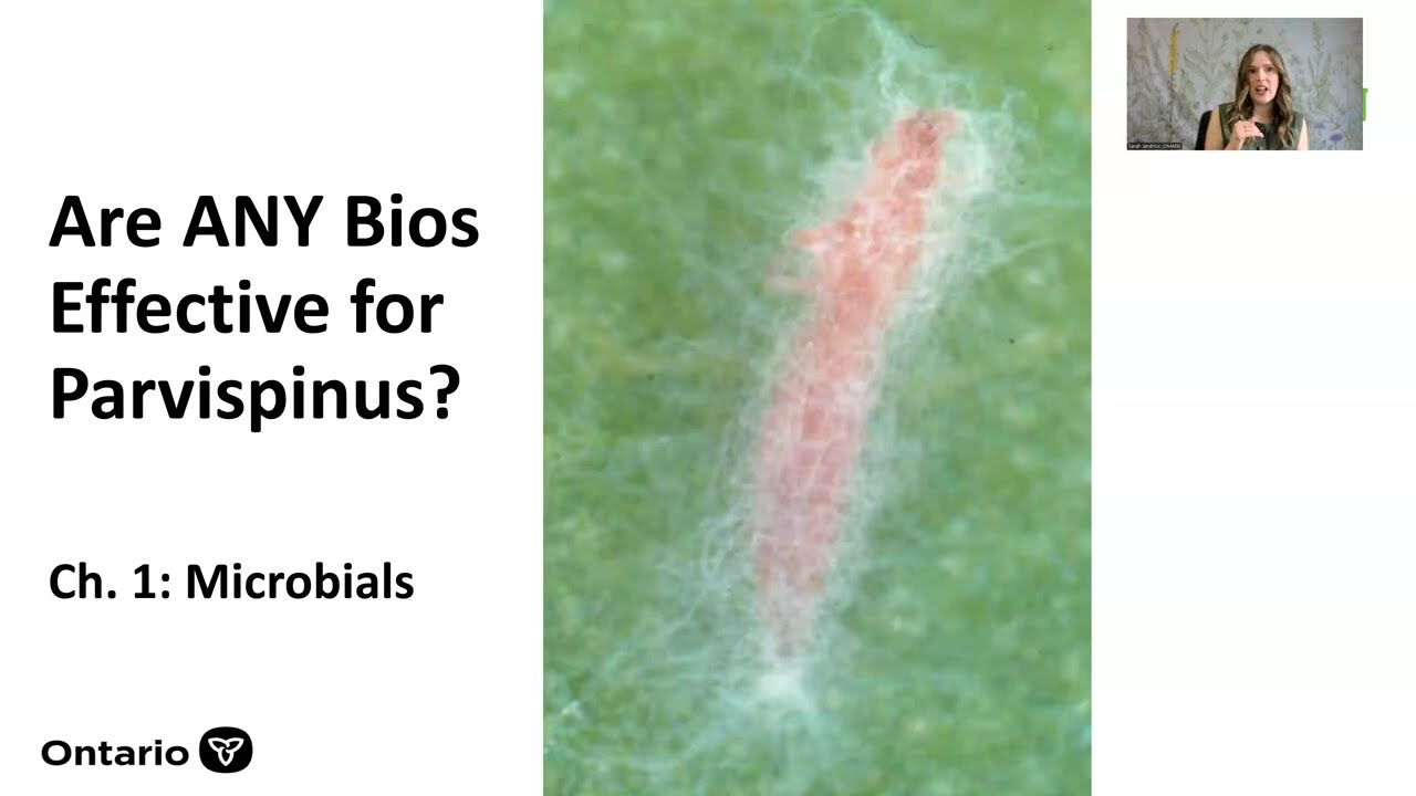 GrowON Webinar: The Road to Thrips parvispinus Control: Where we Are and Where We're Going.