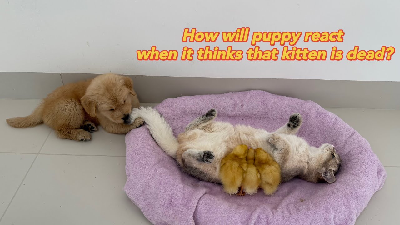 The golden retriever puppy suspects that the kitten and duckling are dead,and it's very sad!So funny