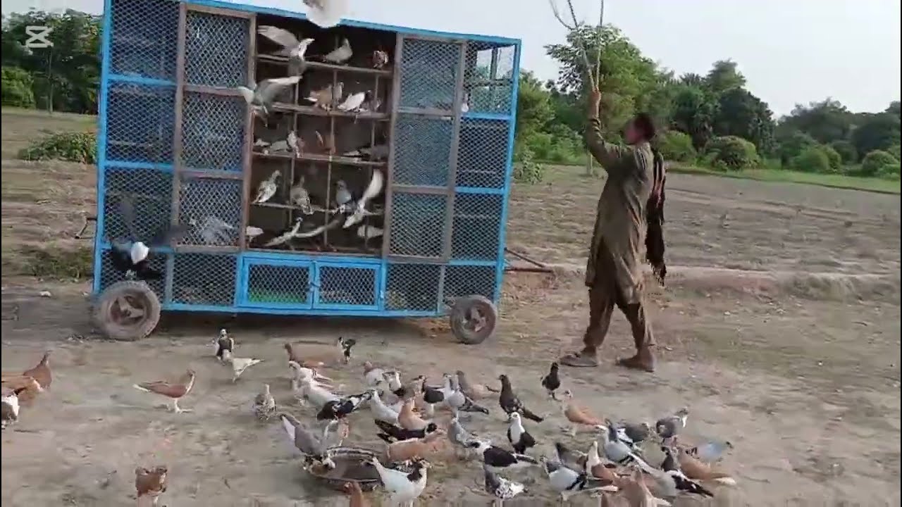 New video Karootar baaz 🕊️❤️I love 🕊️🌹💐Karootar baaz 🕊️❤️👌viral video 🕊️🌹🩷👌💕