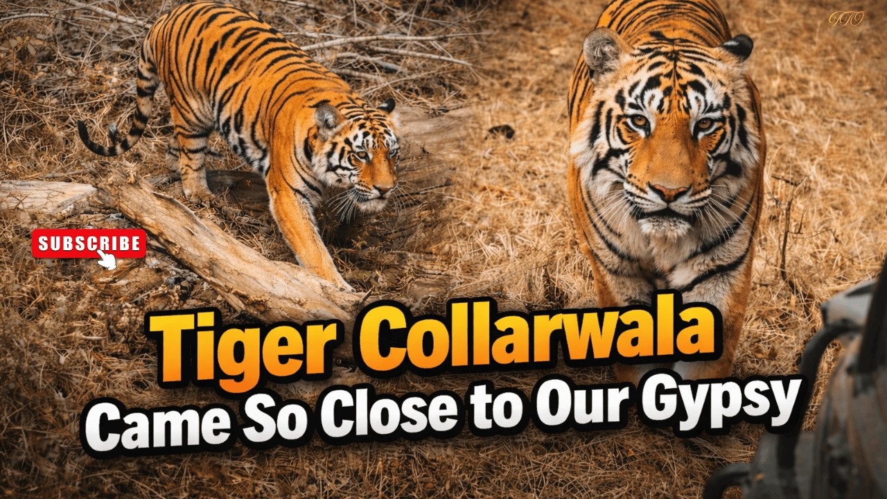 We Were Shocked! 😱 Tiger Collarwala Came So Close to Our Gypsy 🐯🚙 | Tadoba Safari 2026 #wildlife