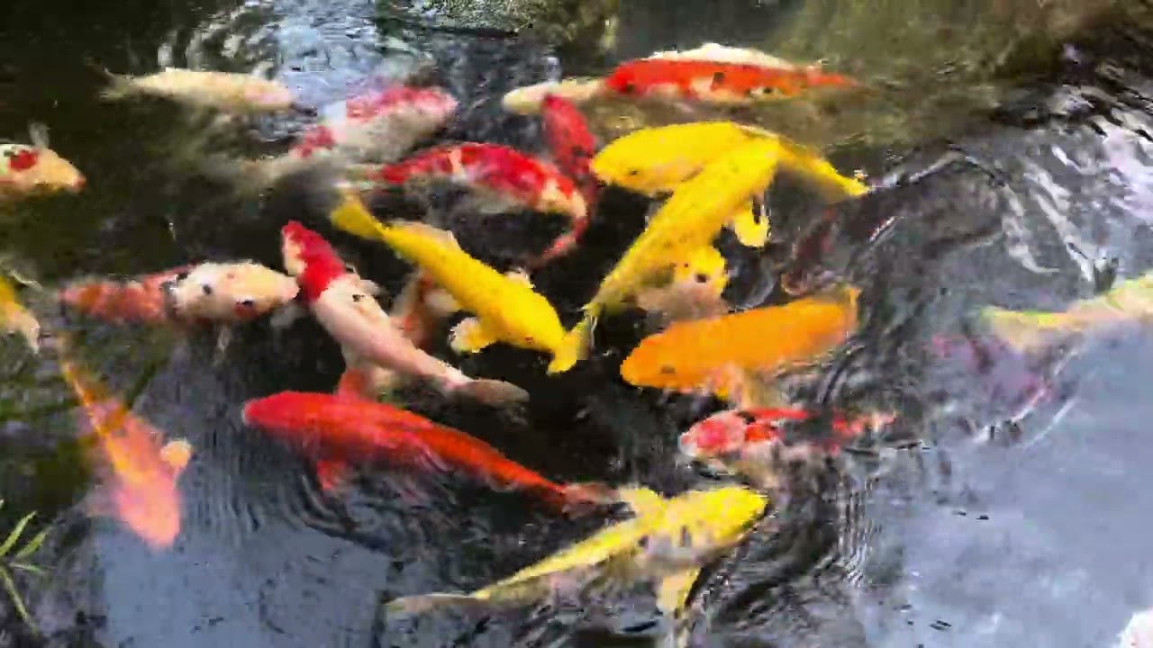 Top 1 Most Searched Koi Fish in the World – Kohaku