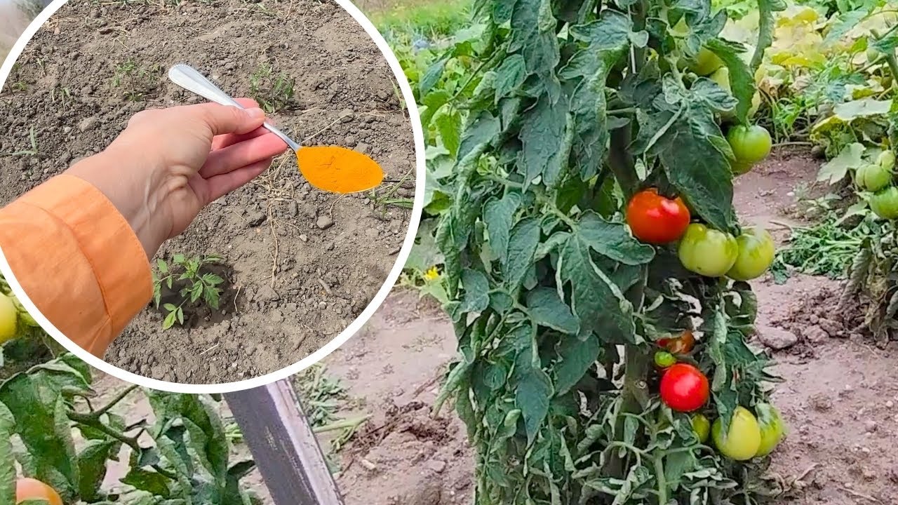 Одна ложка заменит тонну навоза.