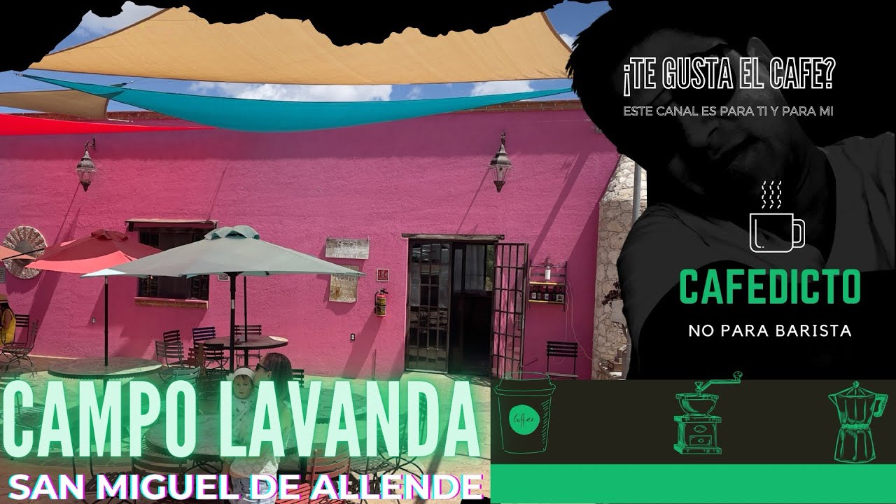 Campos de LAVANDA🪻🪻/ SAN Miguel de allende / #cafedictomx /  el mejor ☕️ CAFÉ