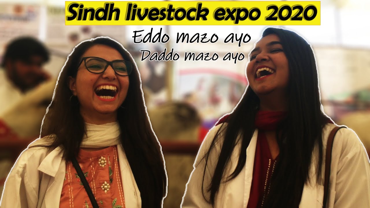 SINDH LIVESTOCK EXPO 2020 |Documentary