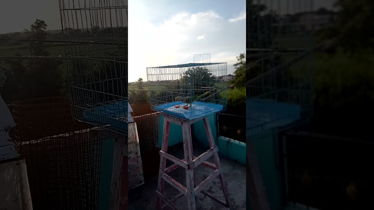 parrot catching trick