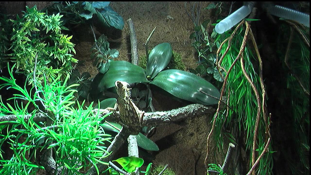Beheizung und Befeuchtung im Terrarium.mp4