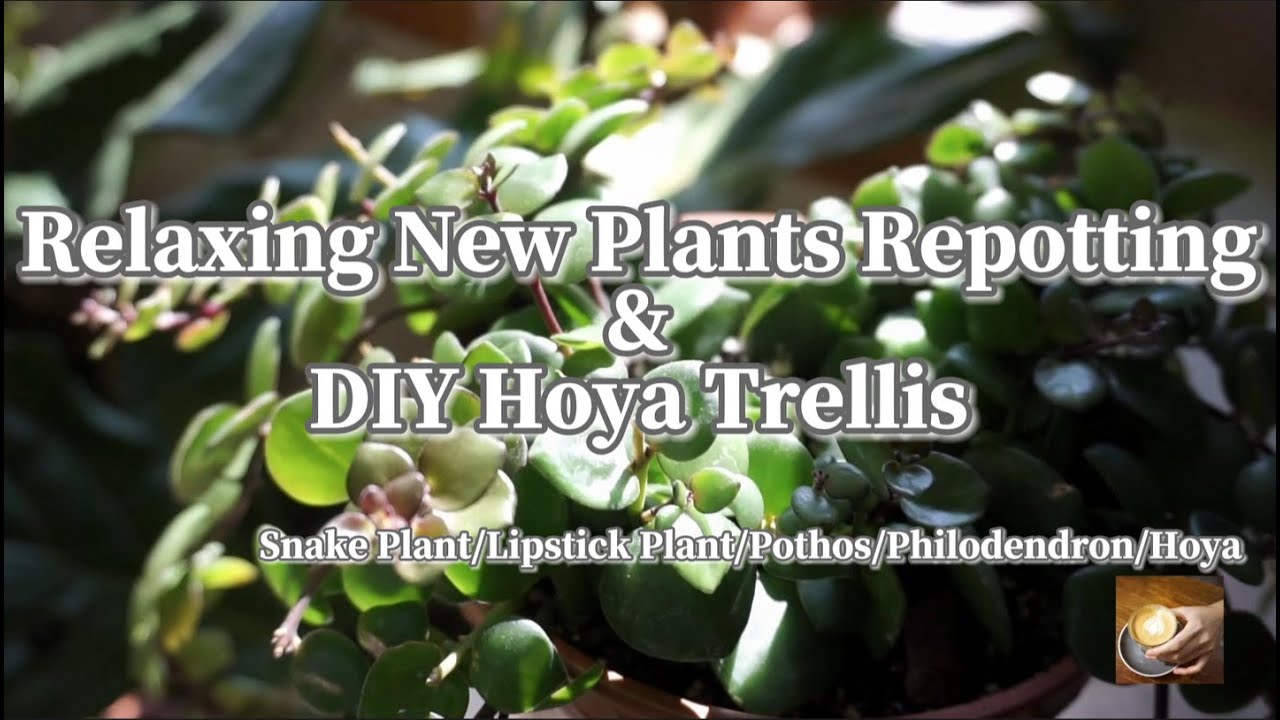 新入植物换盆及DIY球兰支架Repotting New Plants&DIY Hoya TrellisSnakePlant/LipstickPlant/Pothos/Philodendron/Hoya
