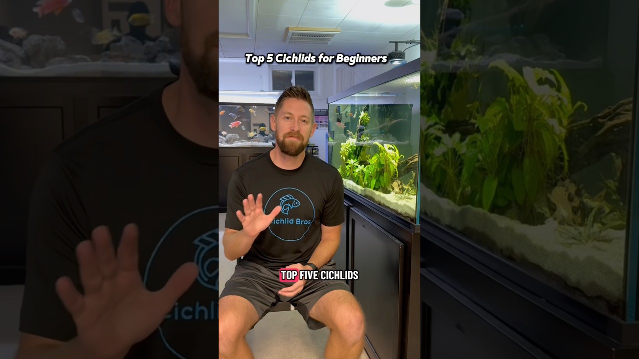 Top 5 Cichlids for Beginners