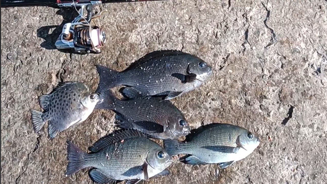 2026-1-3 運氣爆表~黑毛雙弓#滿點生技#ZR2#酒釀白磯奴#新竹漁港#黑毛