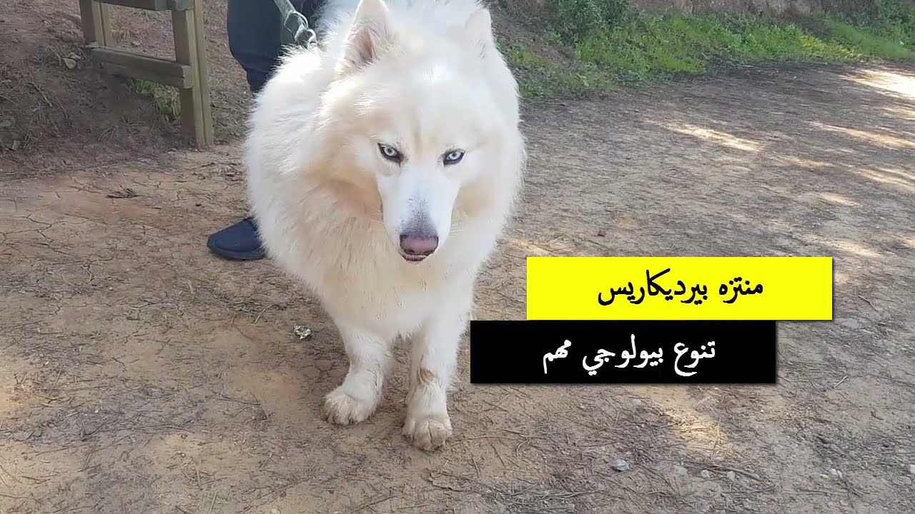منتزه بيرديكاريس.. تنوع بيولوجي فريد Parc Perdicaris (الصحفيون الشباب من أجل البيئة)