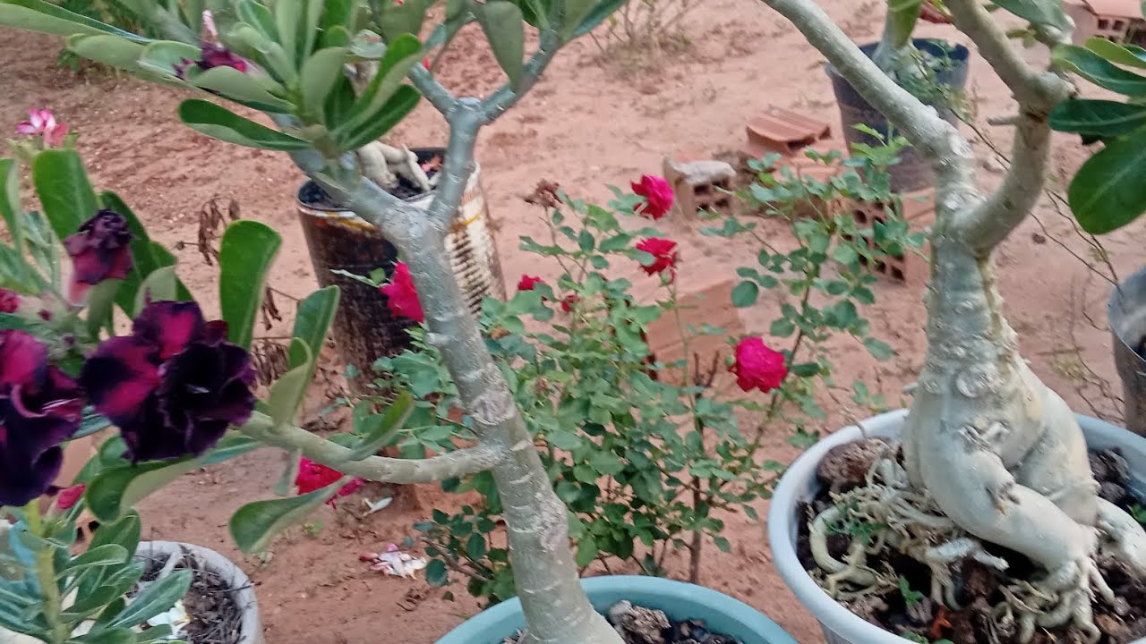 Limpeza  nas minhas #rosas do deserto 🏜️ # 😛 #