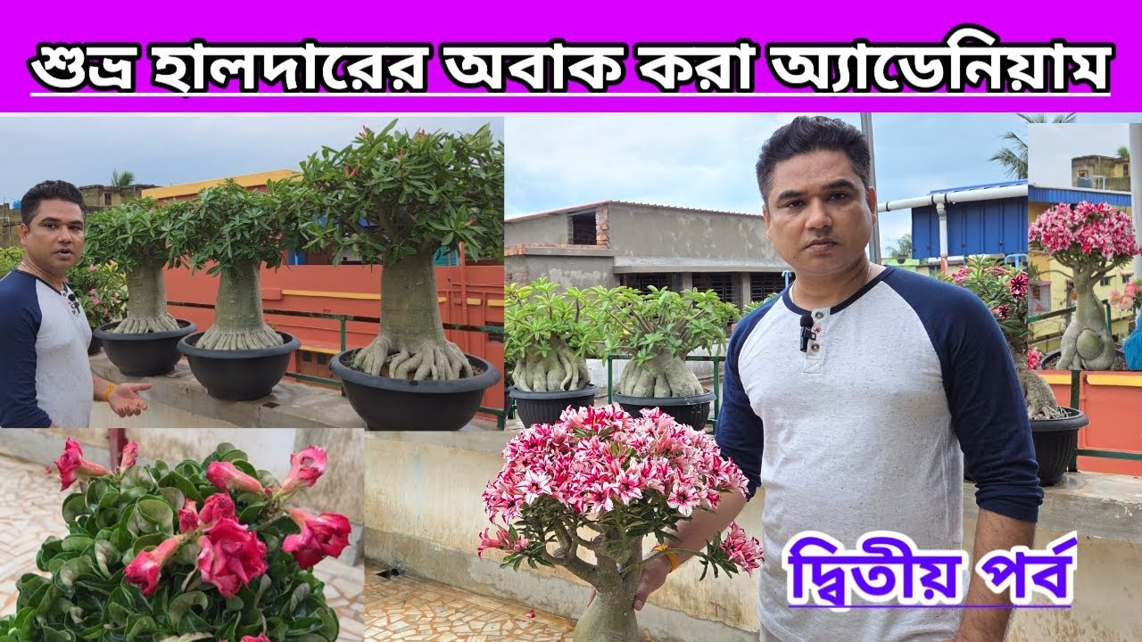 শুভ্র হালদারের অবাক করা অ্যাডেনিয়াম||দ্বিতীয় পর্ব||Amazing Adeniums Of Shubhra Haldar||Second Part||