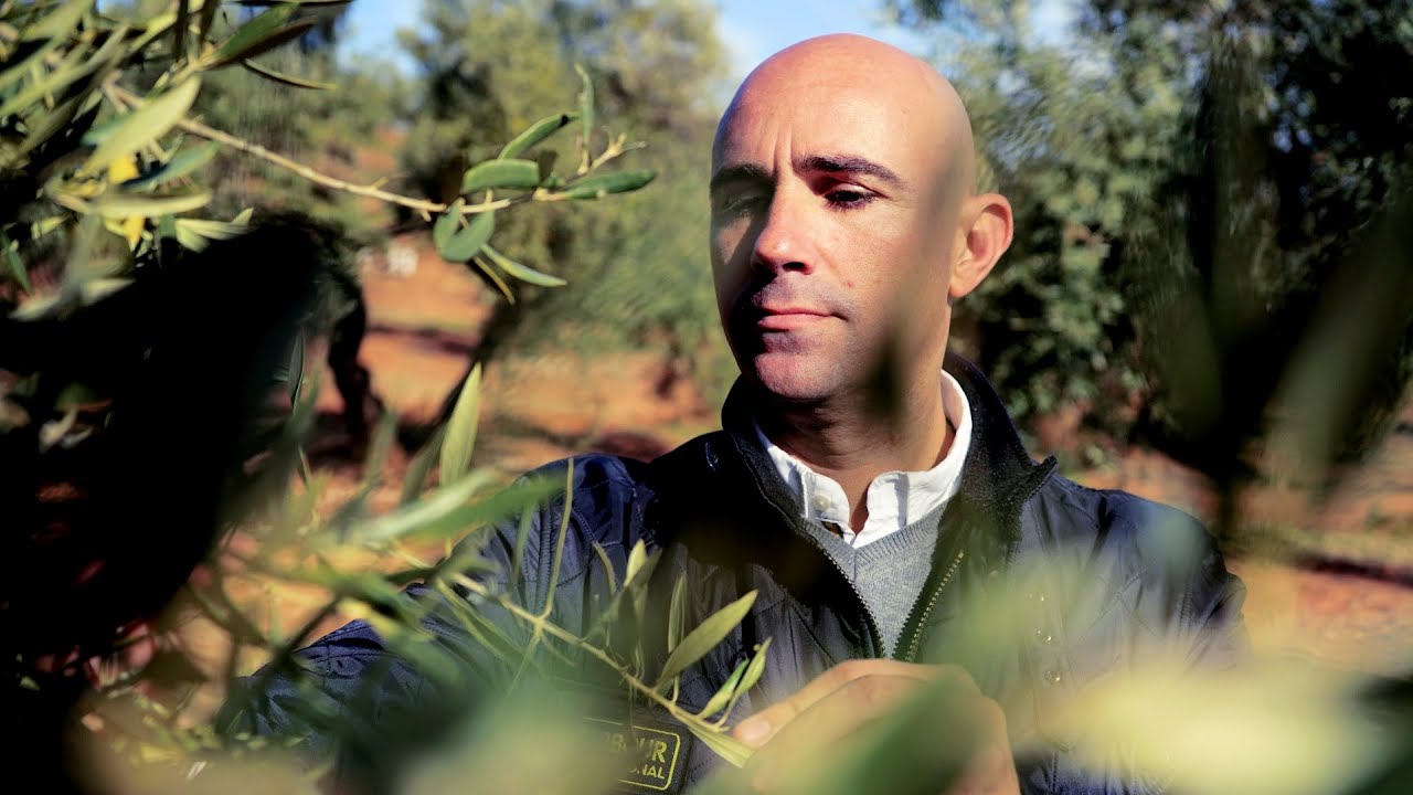 Oro Bailén: Pure Gold in a Sea of Olives