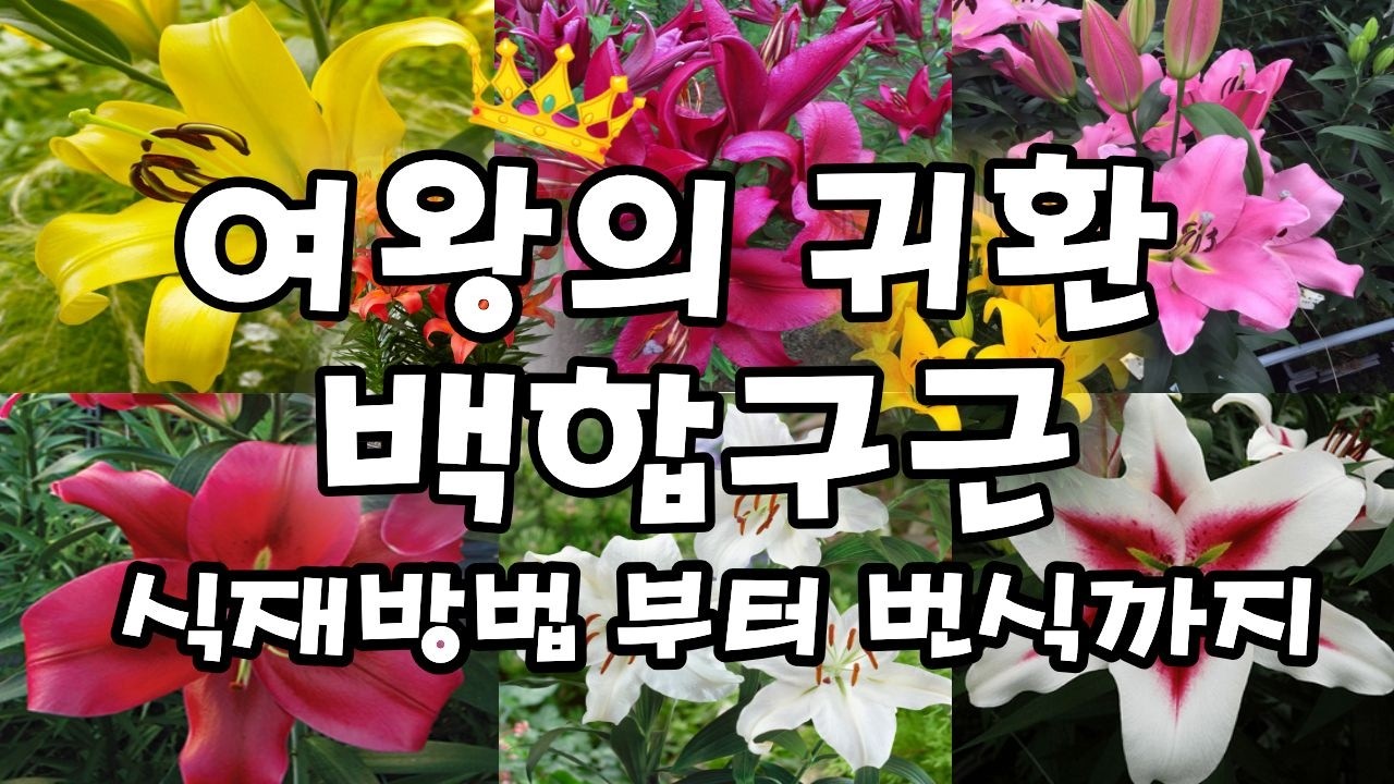 백합구근 식재방법과 번식방법! 구근8종 판매💕