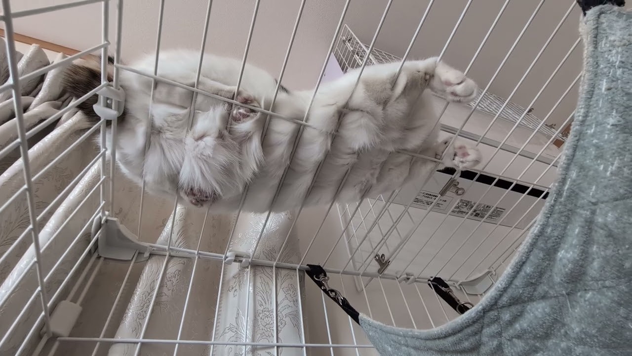 2026/02/23　#みけ