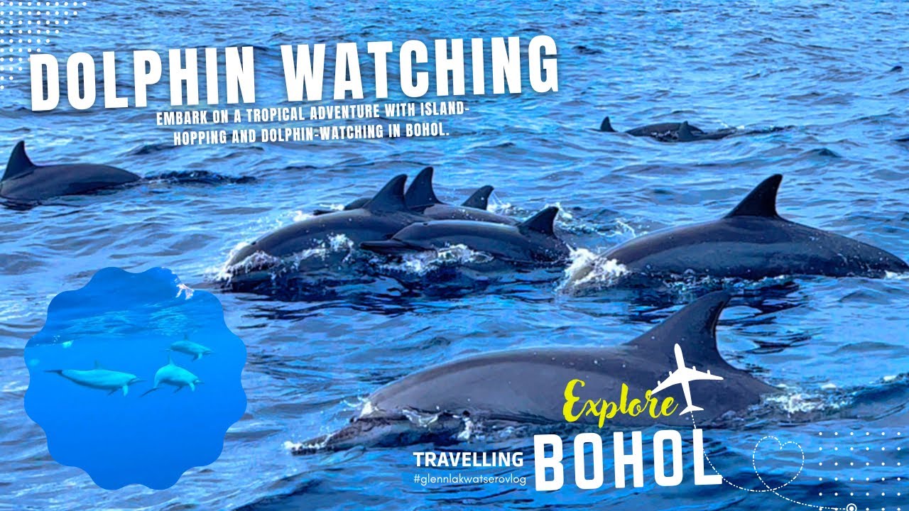 Dolphin Watching in Panglao Bohol Philippines