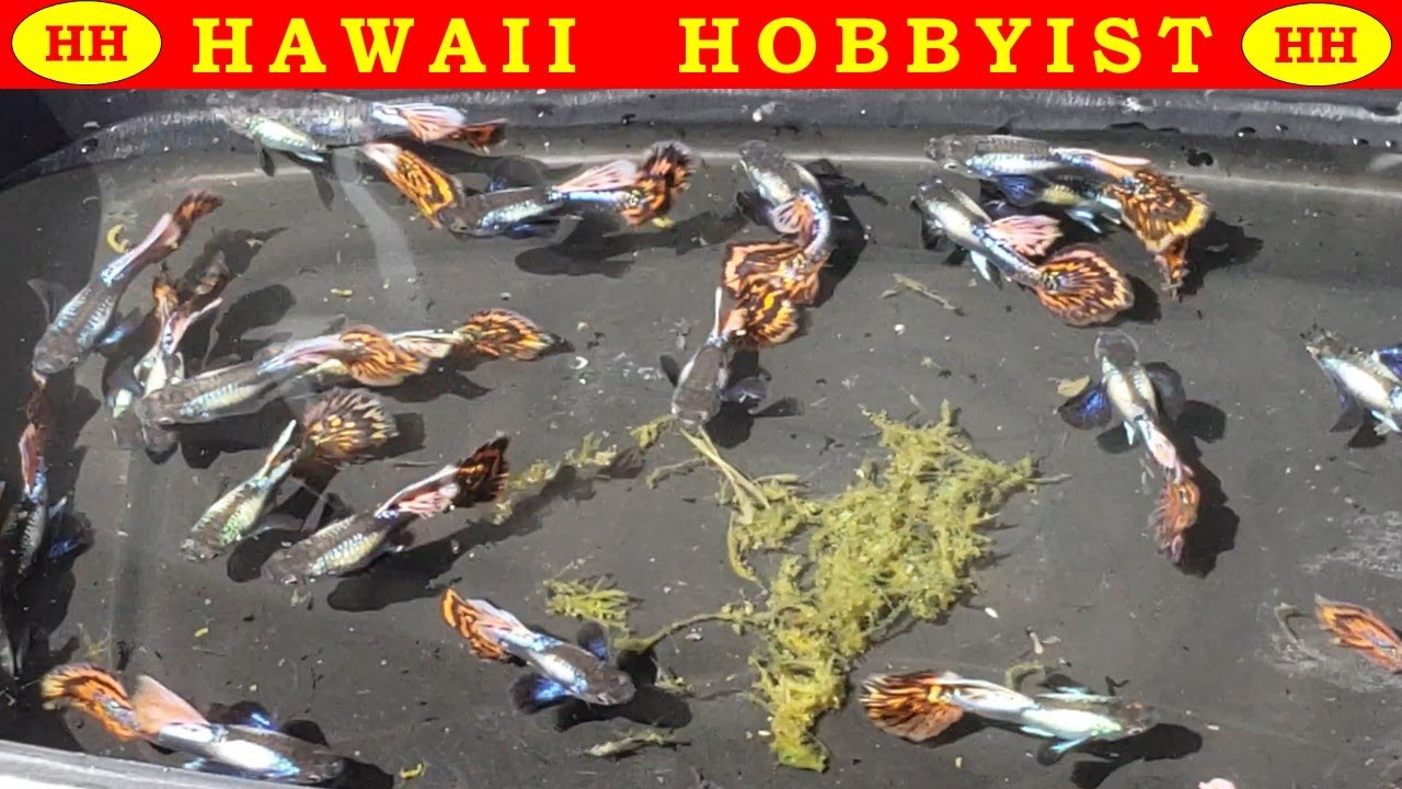 Jumping Dumbo Mosaic Guppies