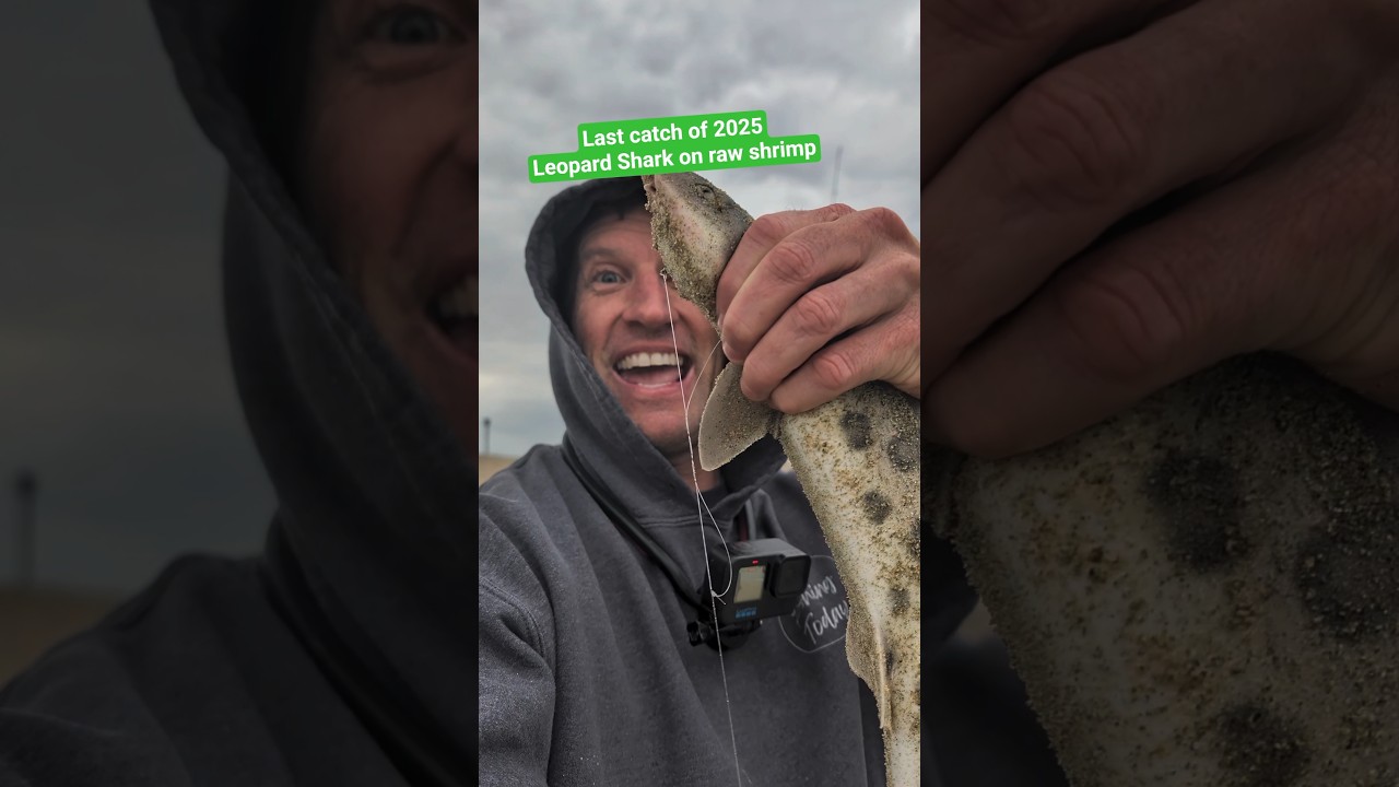 My last catch of 2025 - a short LEOPARD SHARK 👍