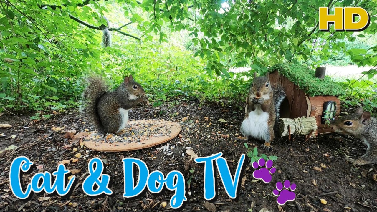 Entertain your Pets 🐈🐕🦜| Squirrels eat at the TINY CABIN | 10-Hour Cat & Dog TV