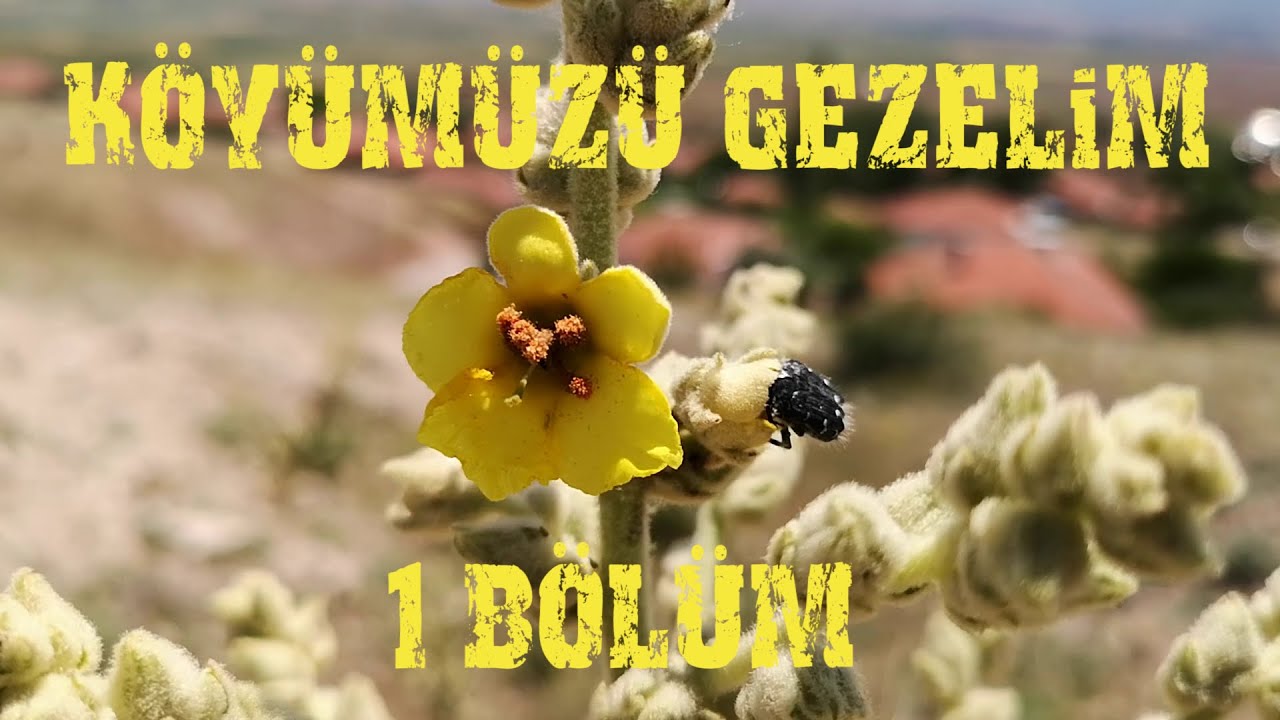 K&ouml;y&uuml;m&uuml;z&uuml; Gezelim 1 B&ouml;l&uuml;m Vasfibey k&ouml;y&uuml;n&uuml; gezelim g&ouml;relim