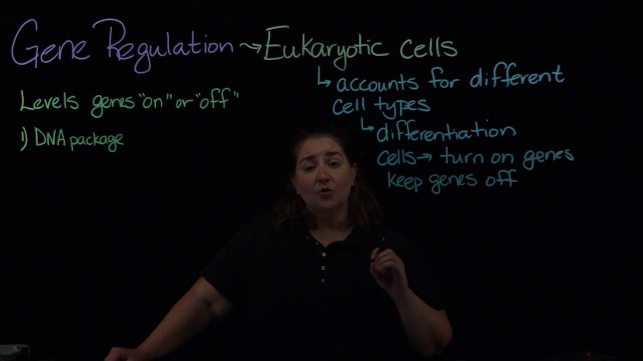 Eukaryotic gene regulation part 1