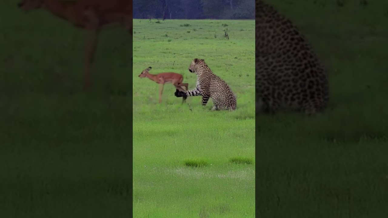 Young Antelope and Giant Leopard in a Brutal Fight for Survival in the Wild  #animals #wildlife