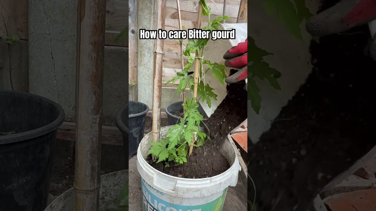 Tips for care Bitter gourd plants #garden #shots #youtube