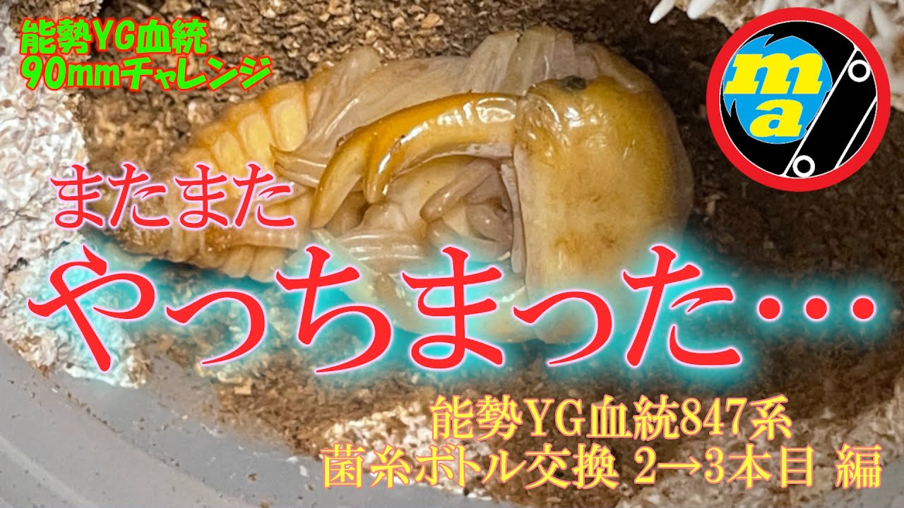 能勢YG血統 847系 菌糸ボトル交換 2&rarr;3本目！ 早くも蛹化個体が&hellip; またまたやっちまった動画となりました&hellip;
