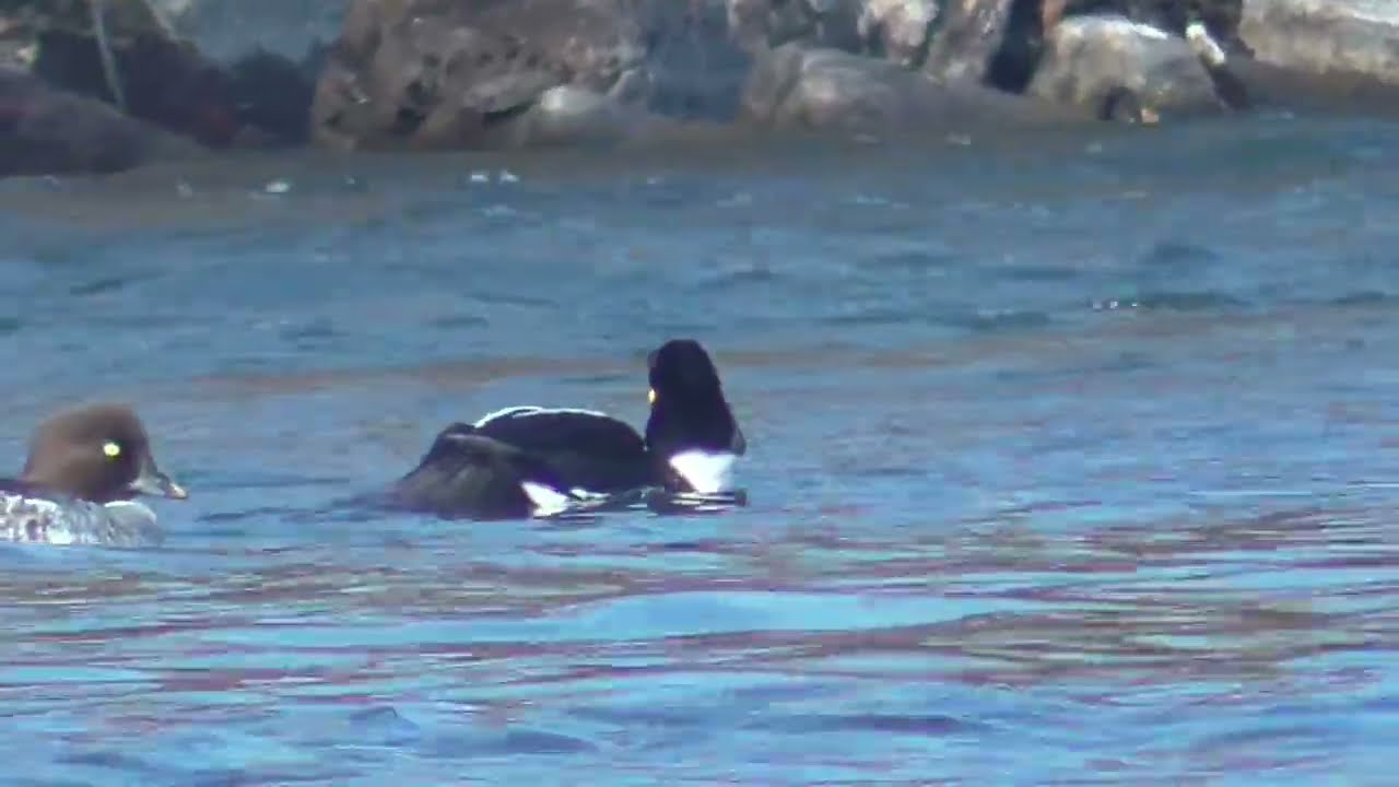 Y0156　Oita River　A male Common Goldeneye grooming its belly on the Water