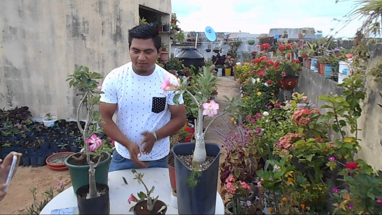 COMO INJERTAR UNA ROSA DEL DESIERTO