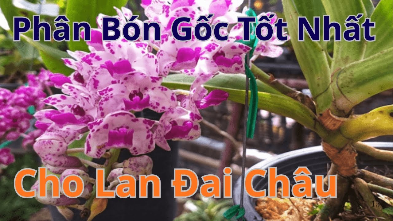 Lan Đai Châu Rừng / cách bón phân gốc tốt nhất cho cây