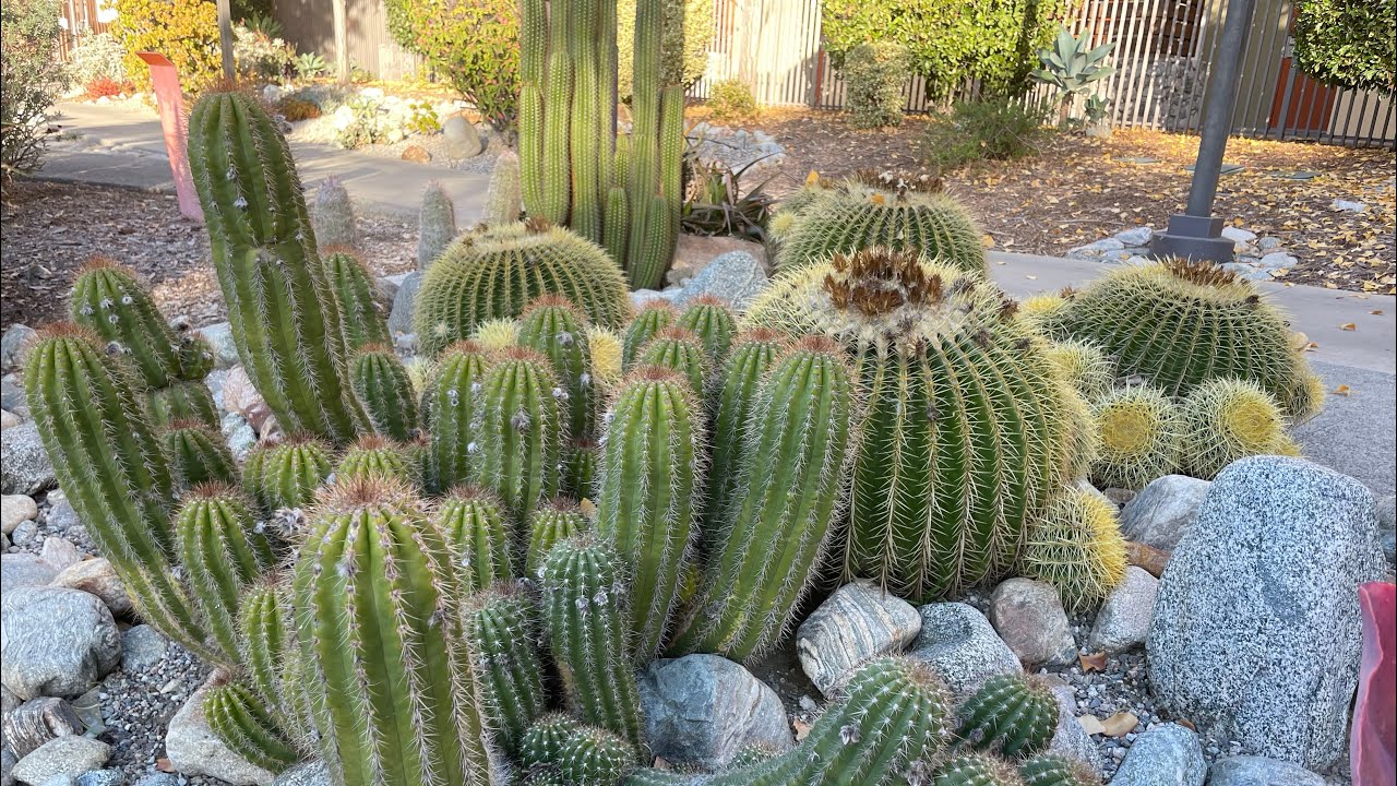 Kaktus ve sukulentlerle dolu bir universite kampusu